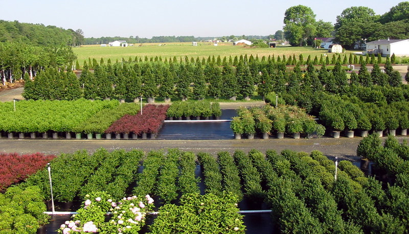 Plant Retrievers fully stocked yard has fresh trees, shrubs and perennials right now in mid July!!!